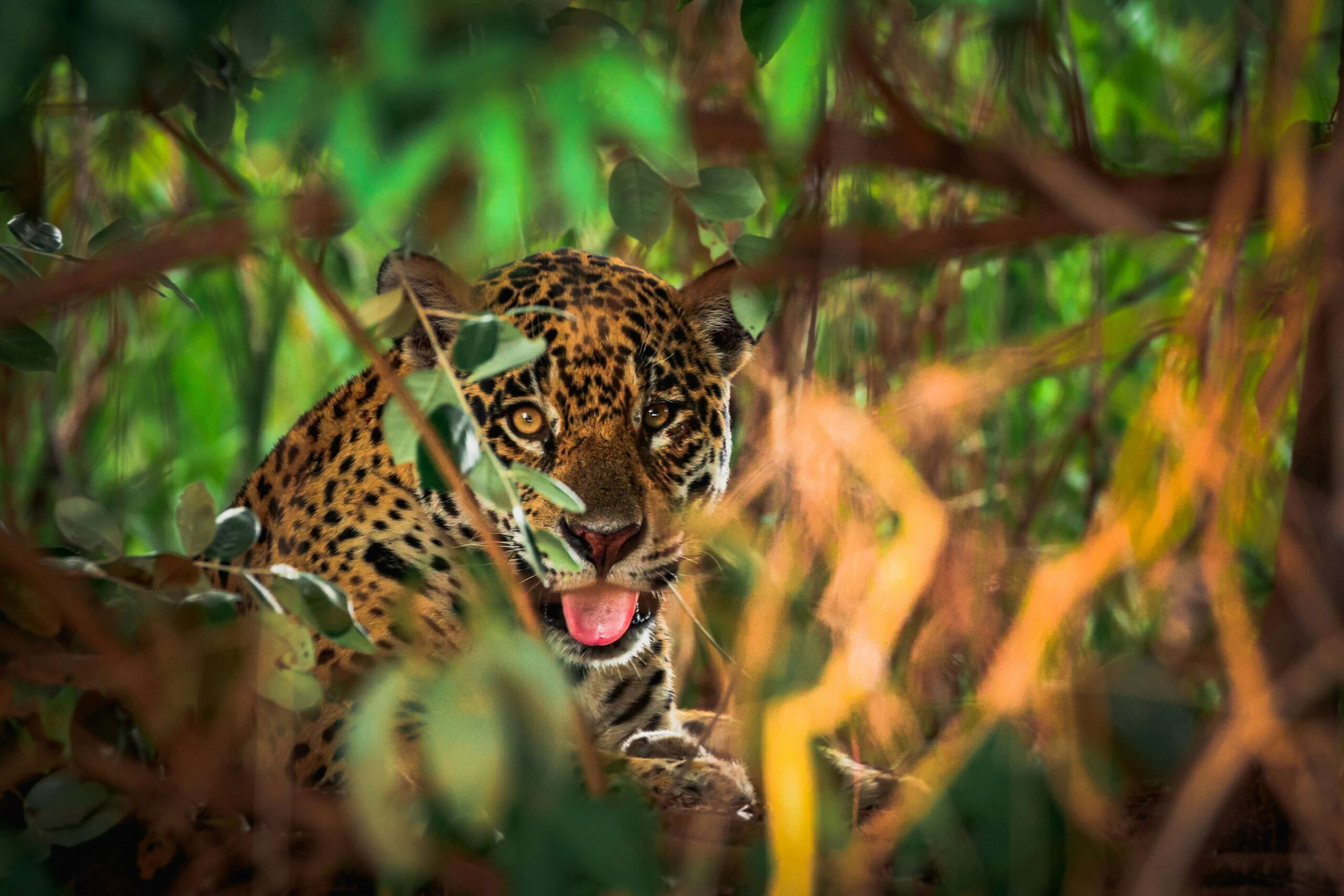 Leopard hiding among dense jungle foliage.