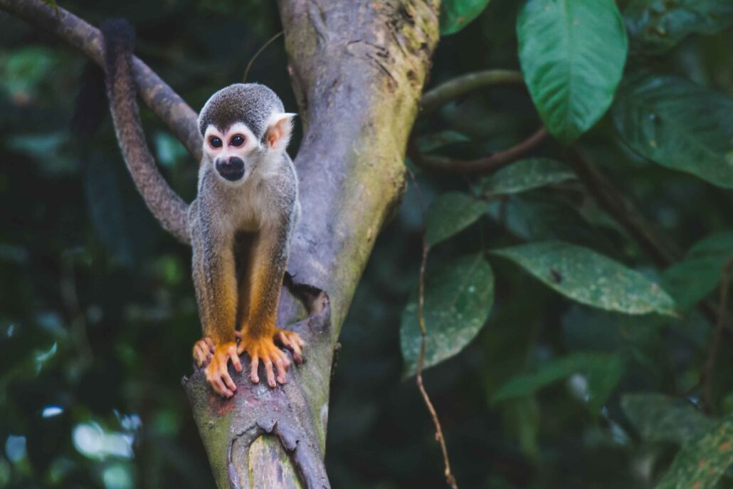 amazon wildlife in rainforest