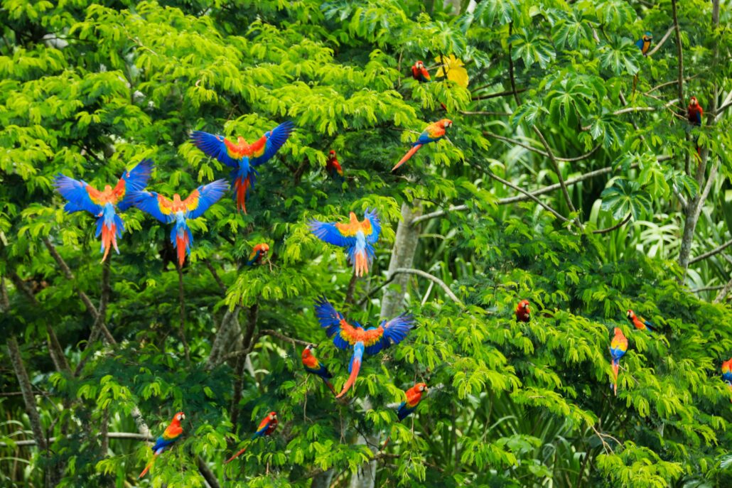Amazon Rainforest Tour
