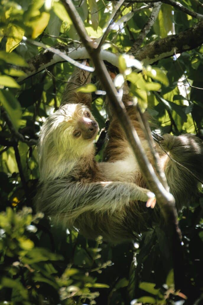 Amazon River Cruise Brazil