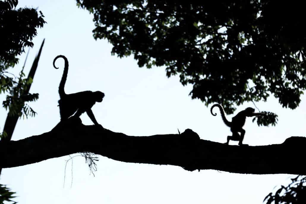 Amazon Rainforest Tour