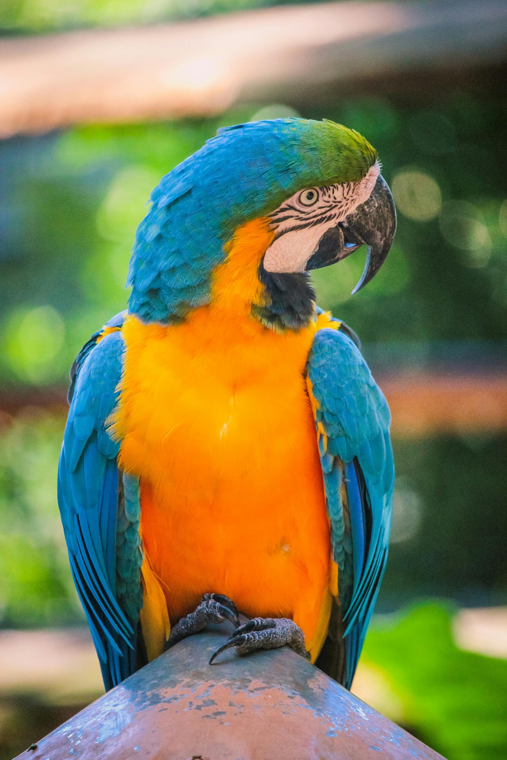 Amazon River Cruise Brazil