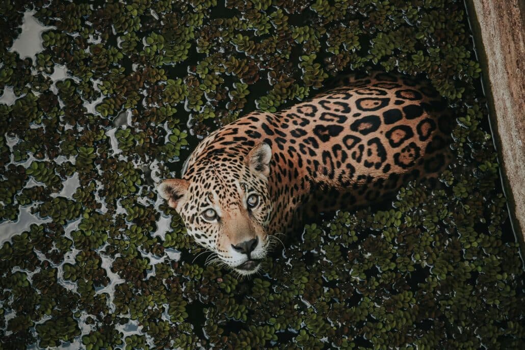 amazon rainforest tours