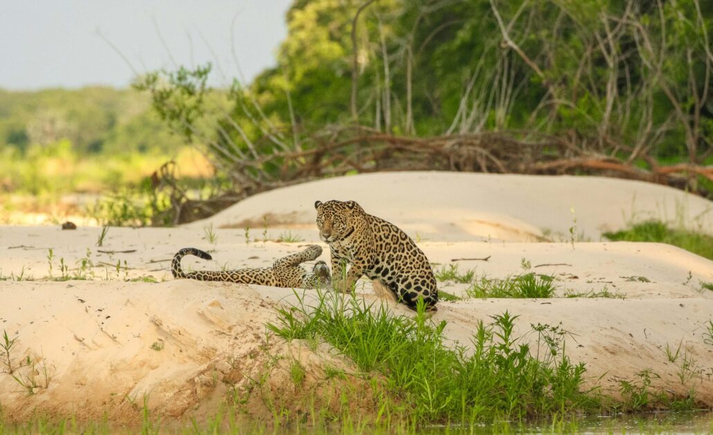 Pantanal Photography