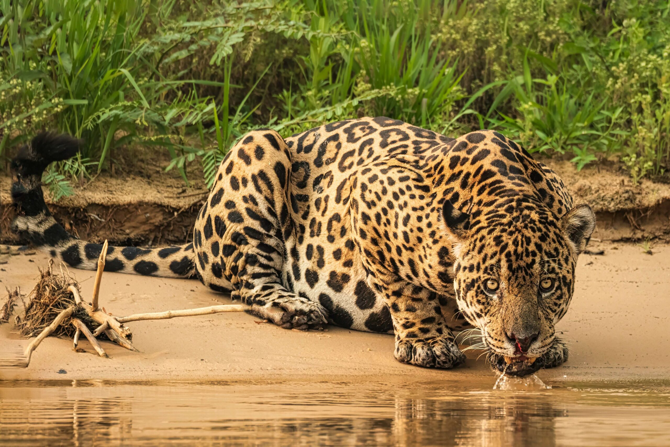 pantanal-Vitor-Lindo